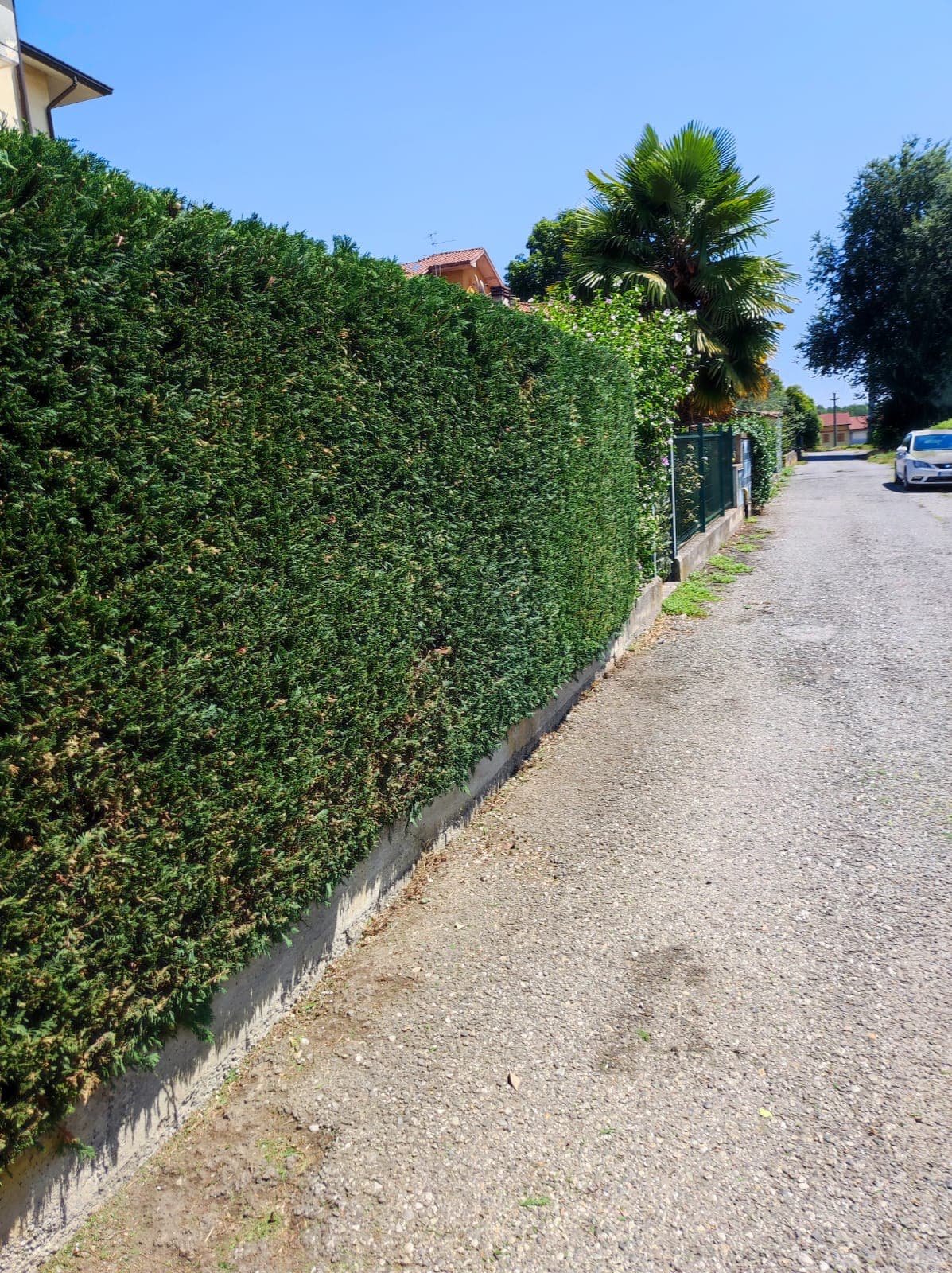 Taglio Siepe di Pino