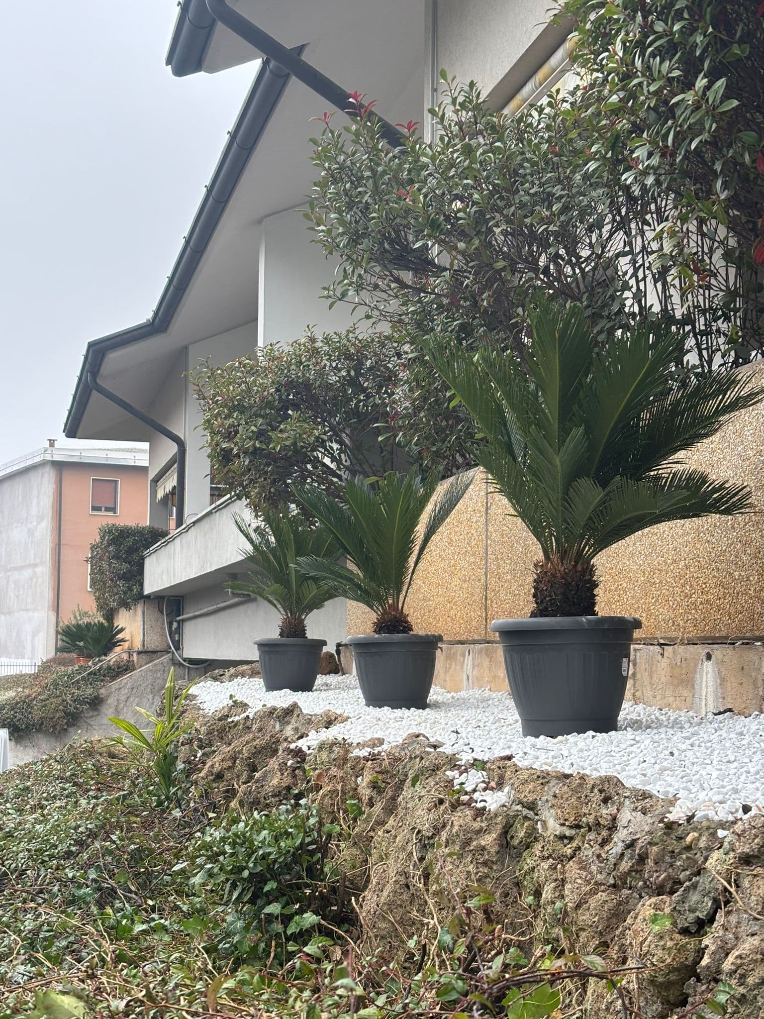 Design Aiuola e Posa Cycas